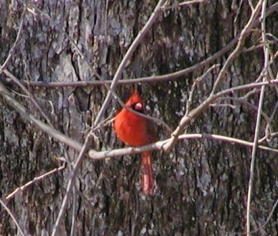 Wildlife: Cardinal