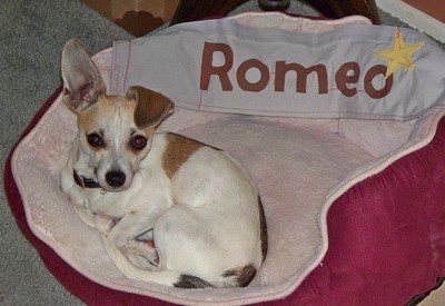 Romeo (Chihuahua)