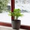 Winter Care for Houseplants