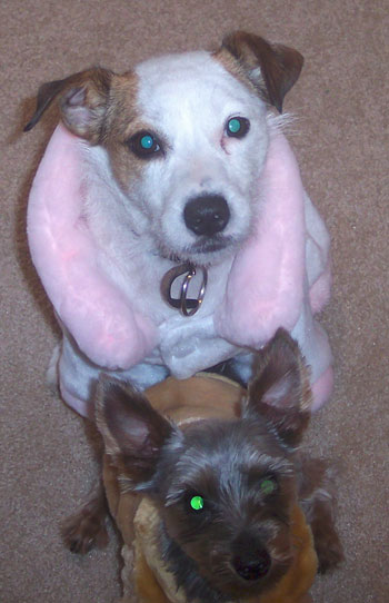 Cookie (Jack Russell) and Oso (Yorkie)