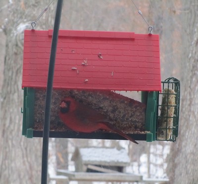 Wildlife: Cardinal