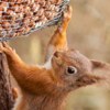 How to Keep Squirrels Out of Your Birdfeeder