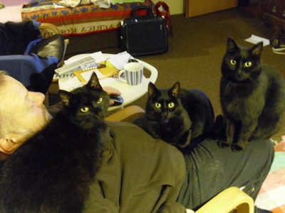 Madame, Spot, and Pugsley (Cats) 