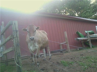 Norman (Jersey Cow)