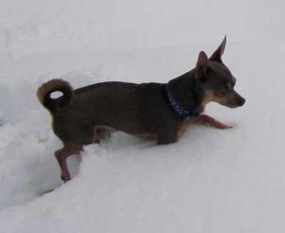 Rocky (Chihuahua)