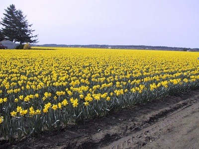 Daffodils Scenery