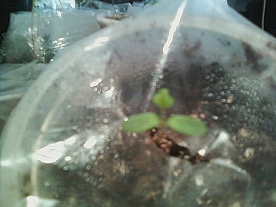 Reuse Plastic Containers for Seedlings<br class=