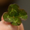 Scenery: Four Leaf Clover (Hillsboro, OR)