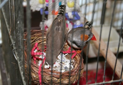 Our Finches