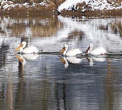Wildlife: Pelicans (Yellowstone National Park)