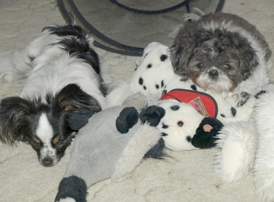 Tommie and Victor (Papillion and Shih-tzu)
