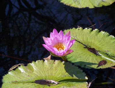 Scenery: Water Lilies (Botanical Gardens, Birmingham, AL)