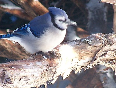 Wildlife: Winter Visitors