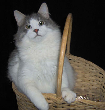 Miles in a Basket (Cat)