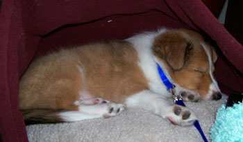 Odin - Shetland Sheep Dog