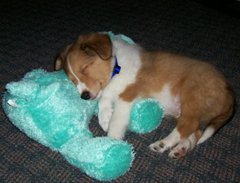 Odin - Shetland Sheep Dog