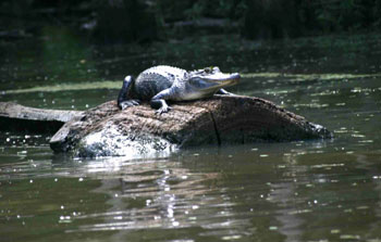 Alligator Sunning on the Blind River
