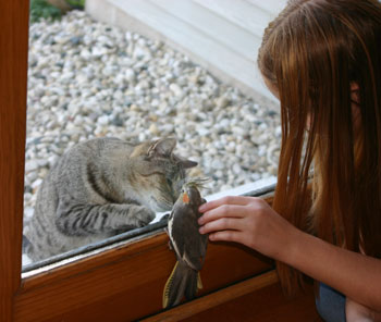 Tippy and Chewy (Cat and Bird)