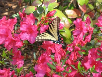 Azalea and Butterfly