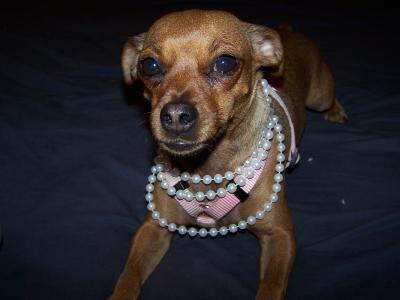 RE: Miniature Pincher / Chihuahua Mix