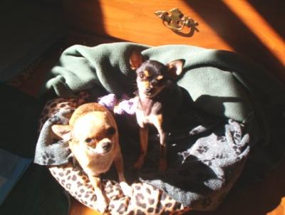 RE: Recipes for Yorkshire Terriers