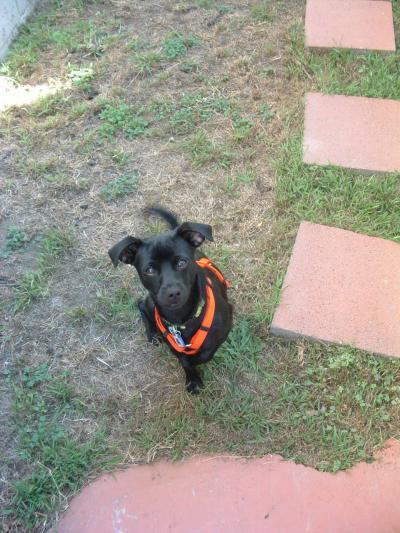 RE: Miniature Pincher / Chihuahua Mix