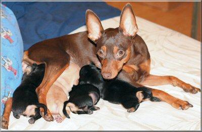 RE: Miniature Pincher / Chihuahua Mix