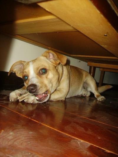 RE: Miniature Pincher / Chihuahua Mix