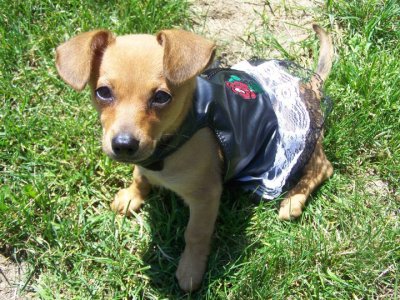 RE: Dachshund/Pomeranian Mix Photos