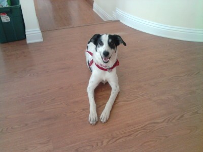 RE: Angel (German Shorthaired Pointer/Dalmation)