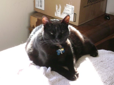 RE: What Else Can I Do to Improve the Quality of Life for My Ill Cat?
