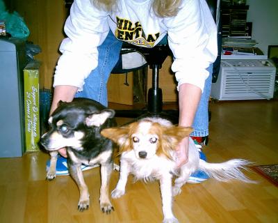 RE: Miniature Pincher / Chihuahua Mix