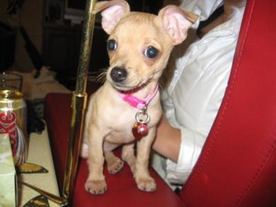 RE: Miniature Pincher / Chihuahua Mix