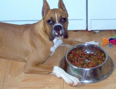 RE: Keeping Ants Out My Dog's Food Bowl