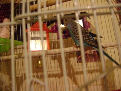 RE: Bathing a Parakeet