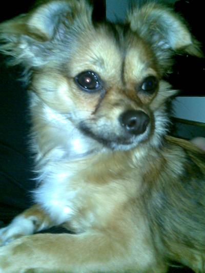 RE: Miniature Pincher / Chihuahua Mix