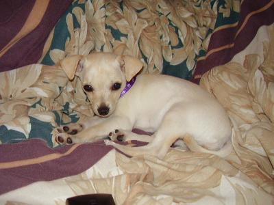 RE: Miniature Pincher / Chihuahua Mix