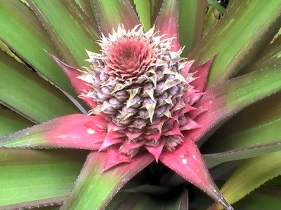 RE: Garden: King Pineapple
