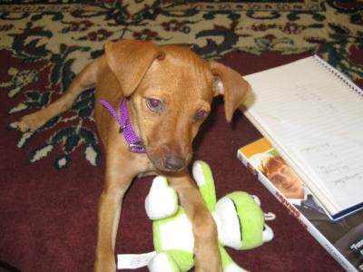 RE: Miniature Pincher / Chihuahua Mix