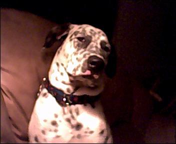 RE: Angel (German Short-haired Pointer/Dalmatian)