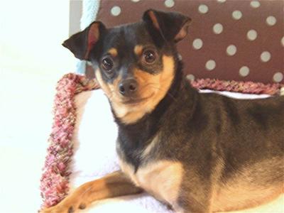 RE: Miniature Pincher / Chihuahua Mix