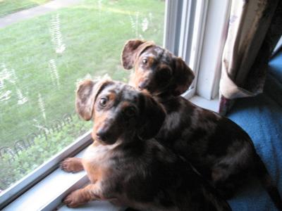 RE: Sasha (Mini Dachshund)