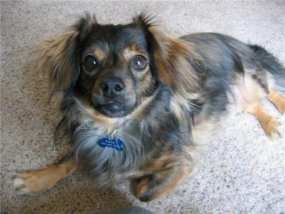 RE: Dachshund/Pomeranian Mix Photos