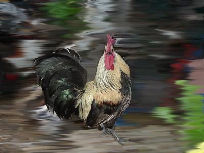 RE: Cleaning a Chicken Pen