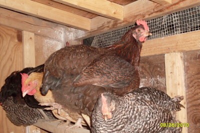 RE: Lettuce for Chickens in Freezing Weather