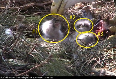 Re: Link: Live Eagle Cam (Norfolk Botanical Gardens, Virginia)