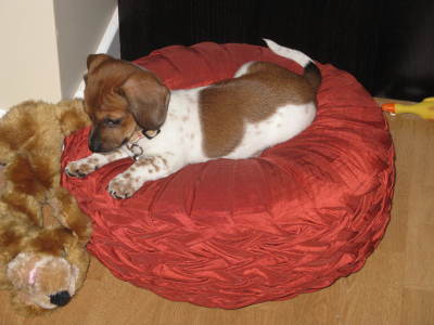 RE: Sasha (Mini Dachshund)
