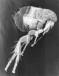 RE: Getting Rid of Fleas