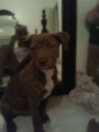 RE: What Breed Is My Dog? (Pit Bull Mix)