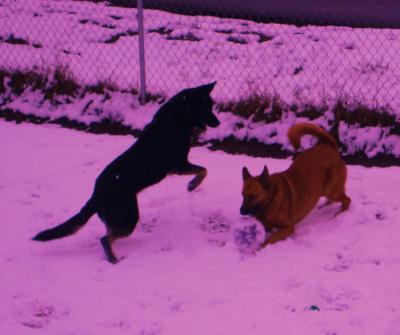 RE: Dog is Licking Paws